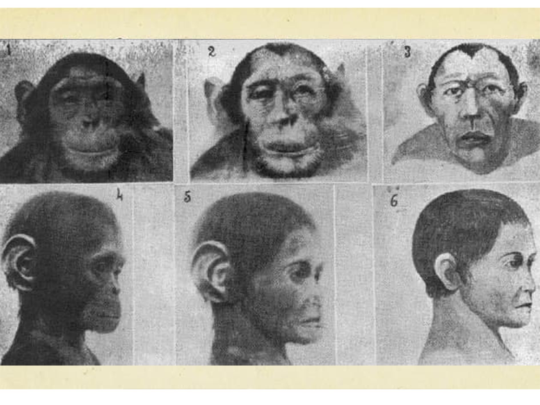 Скрещивания человека и обезьяны фото